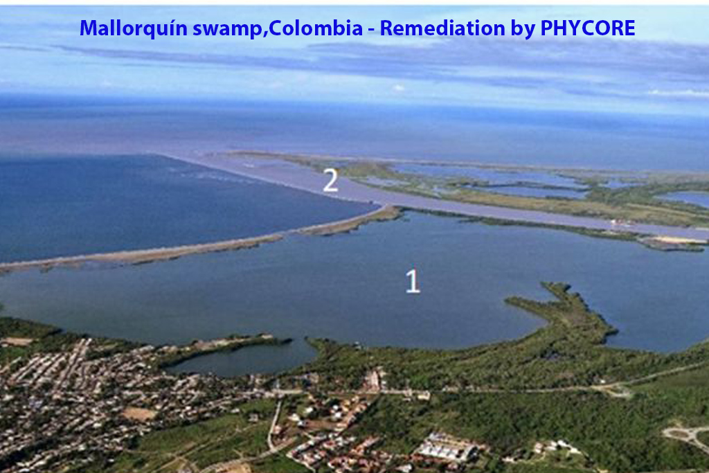 Mallorquín swamp,Colombia - Remediation by PHYCORE