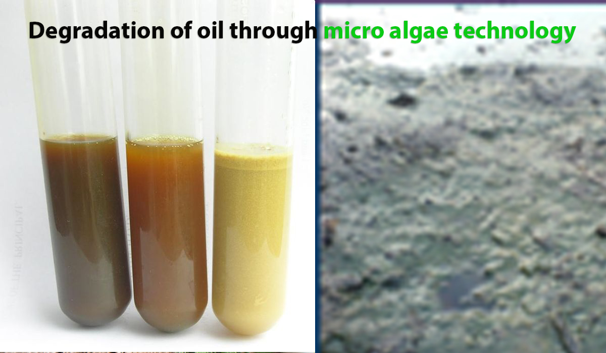 Oil Degradation by algae