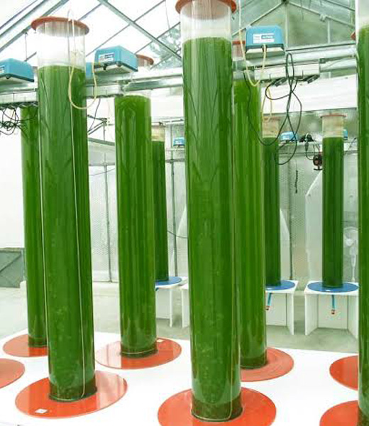 Could algae help solve our social problems?