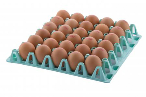 Egg-in-Plastic-Tray