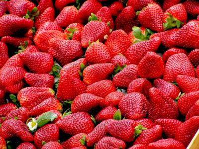 Biologische aardbeien beter bestand tegen spintmijten