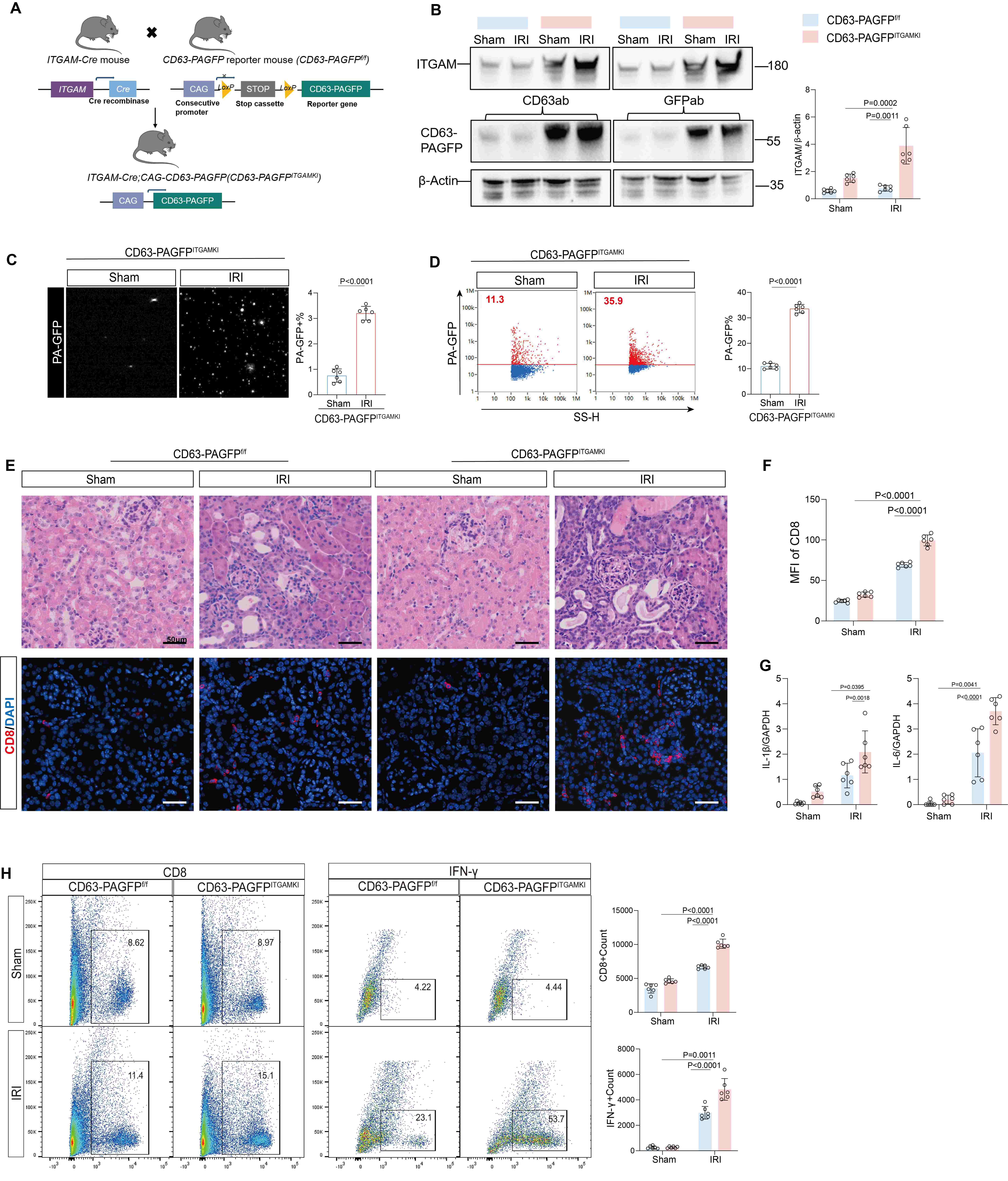 Figure 4. Construction and identification of ITGAM-CD63-PA-GFP transgenic mice, as well as in vivo functional validation.