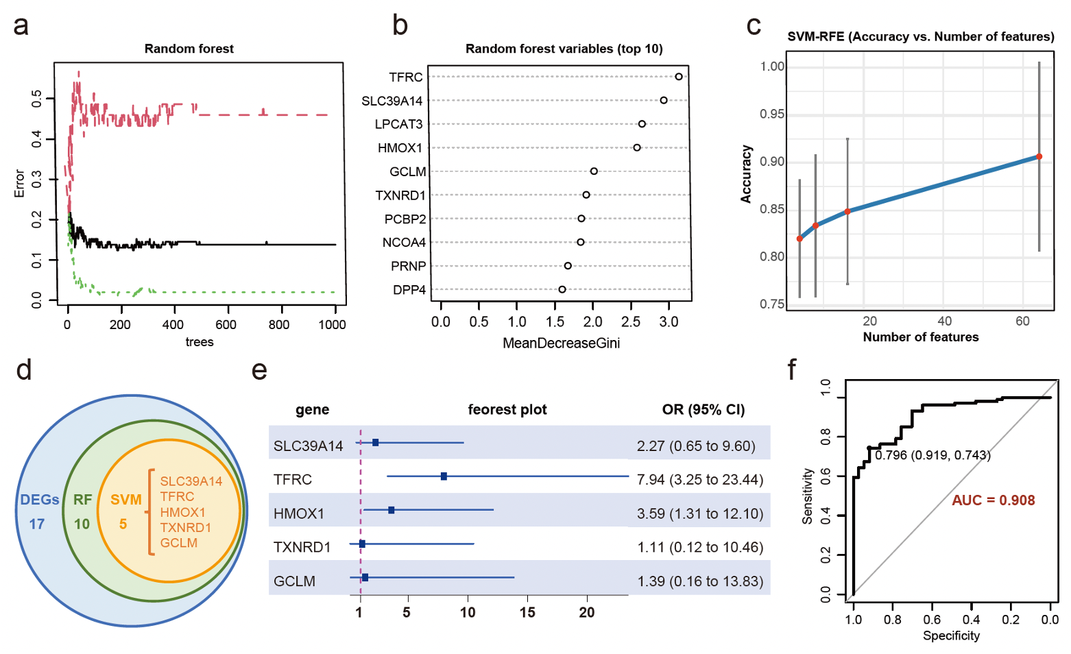 Figure 1. Construction and validation of a ferroptosis-related diagnostic model for IR-AKI (a) Performance curve of the random forest (RF) model. (b) Top 10 genes ranked by importance in the RF model. (c) Expression validation of five genes selected by SVM-RFE. (d) Venn diagram showing the overlap of differentially expressed genes identified by differential analysis, RF, and SVM-RFE. (e) Multivariate logistic regression forest plot of the five genes, with TFRC being the only statistically significant predictor. (f) ROC curve of the five-gene model, with an AUC of 0.908.