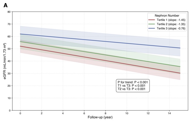 Predicted eGFR trajectories from an adjusted mixed-effects model