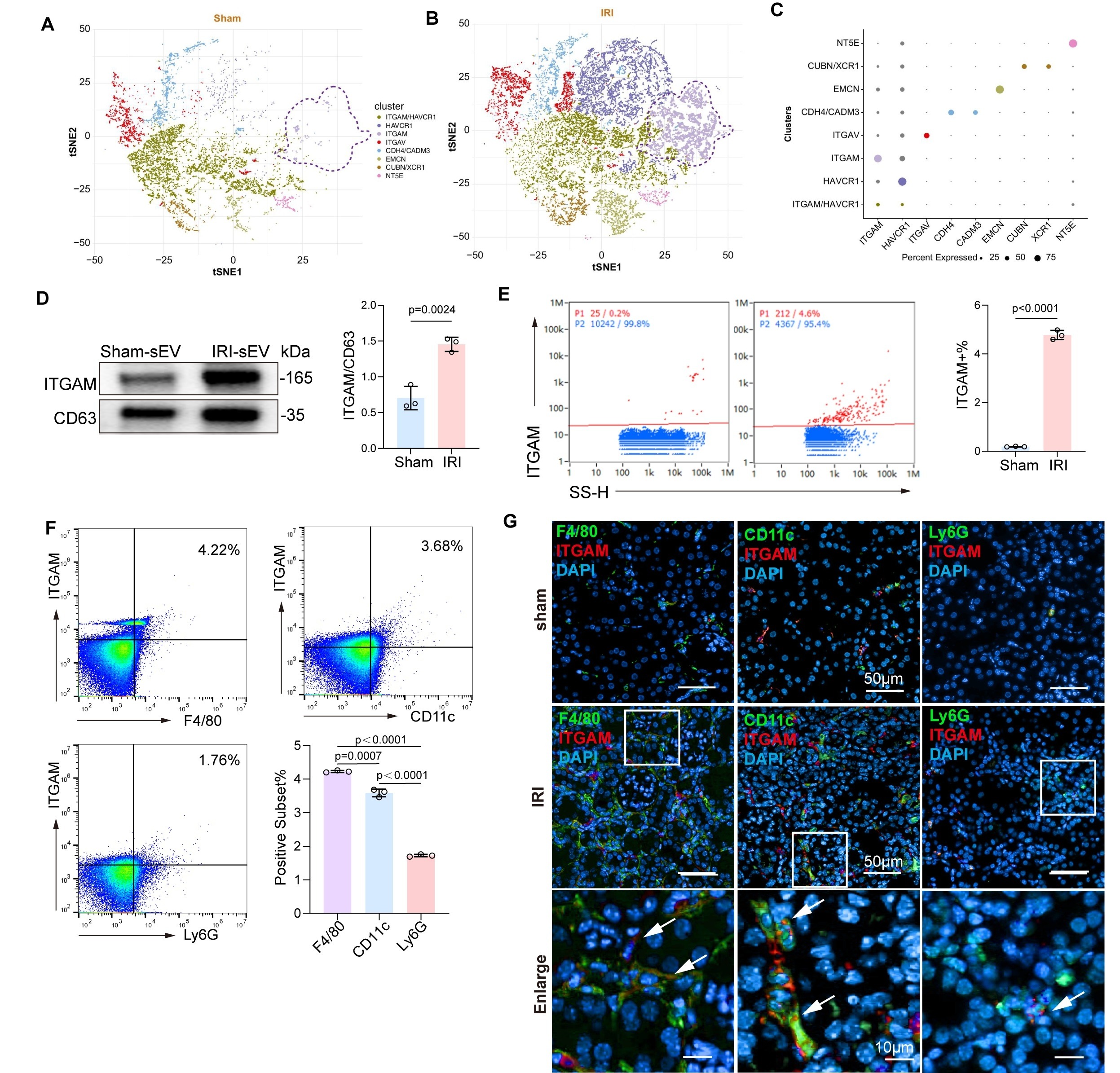Figure 2. Single-EV analysis identified eight major and distinct EV subpopulations; among them, the most prominently expressed ITGAM+ EV subset was validated by nanoparticle flow cytometry for cellular origin tracing and further confirmed by tissue localization assays.