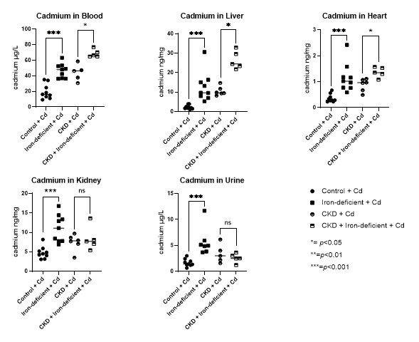 Figure 1. Cadmium accumulation in control vs iron-deficient mice