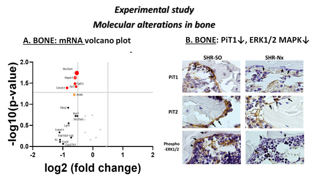 Figure 1. Experimental study: Molecular alterations in myocardium