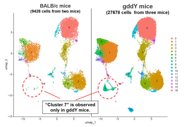 Figure 1. Cluster 7 was observed only in RLNs from gddY mice.