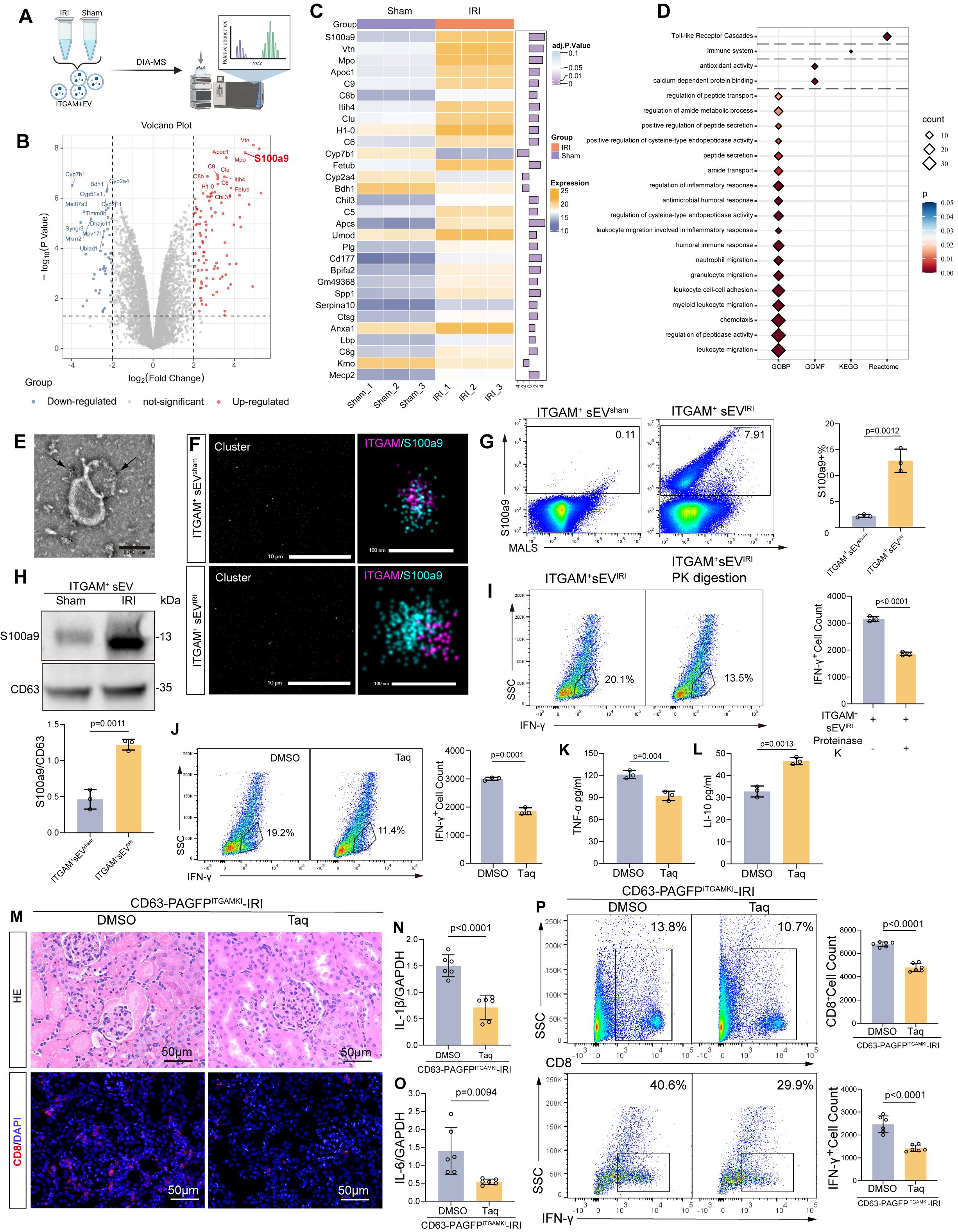 Figure6. Identification of the key protein S100A9 in ITGAM+ EVs and validation experiments
