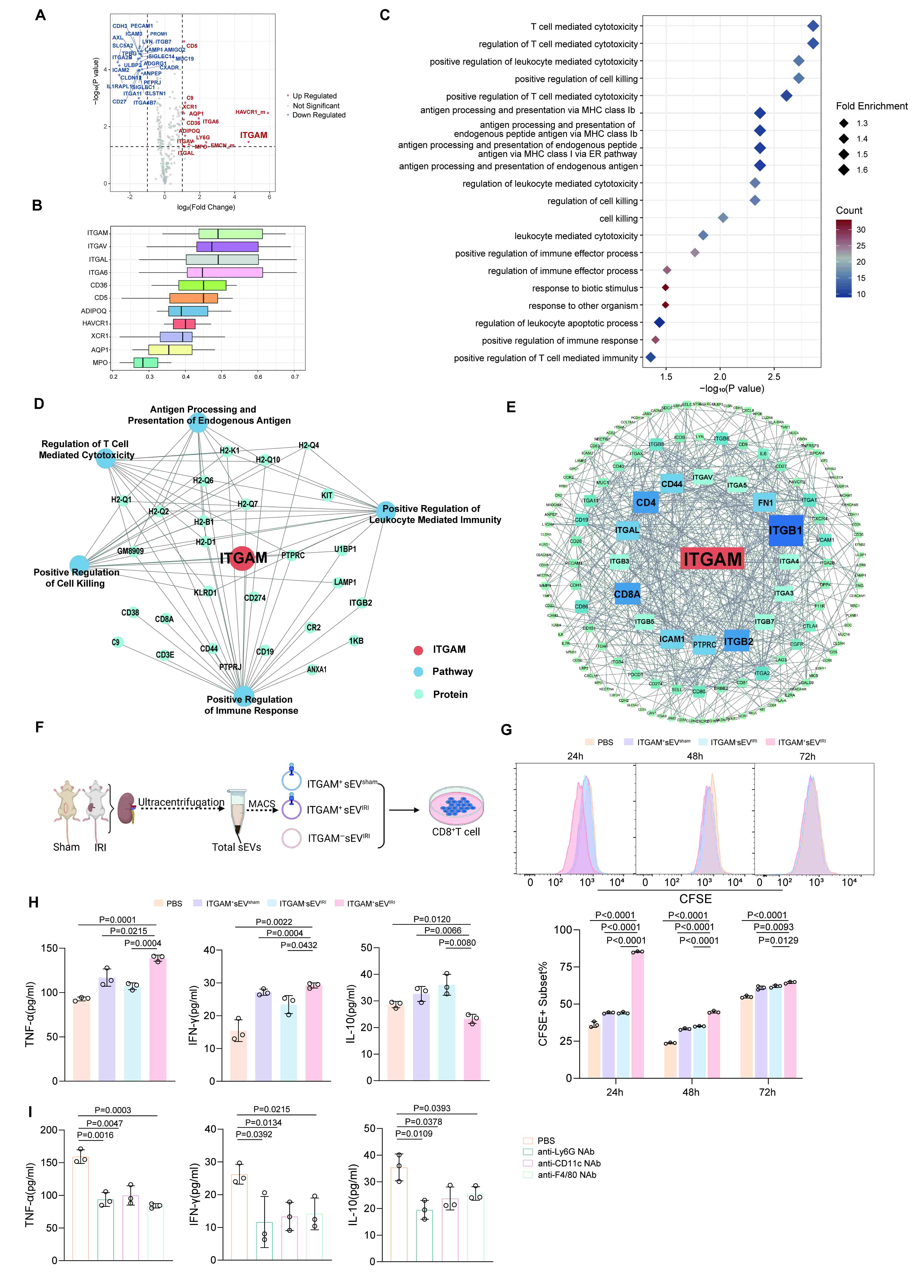 Figure 3. Proteomic analysis of EV membrane proteins shows that ITGAM is the most significantly different protein, primarily involved in immune regulation, T cell cytotoxicity, and antigen presentation pathways.Immunomagnetic isolation of ITGAM+ EVs. IRI-derived ITGAM+ EVs can promote T cell proliferation and enhance the secretion of cytokines such as TNF-α