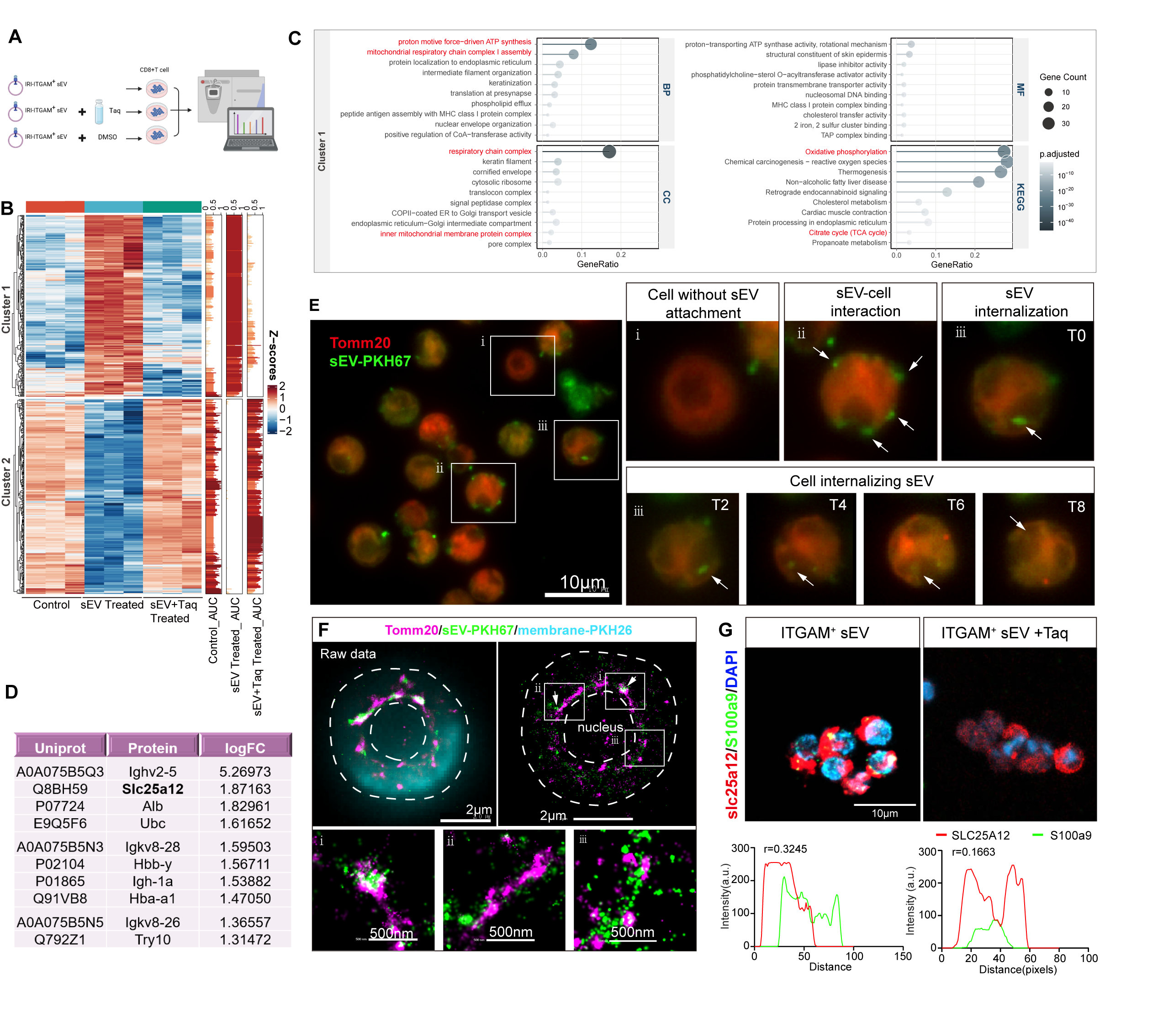 Figure7. SLC25A12 was identified as the effector target protein of S100A9 in CD8+T cells. Exosome uptake experiments and validation of S100A9 and SLC colocalization were performed