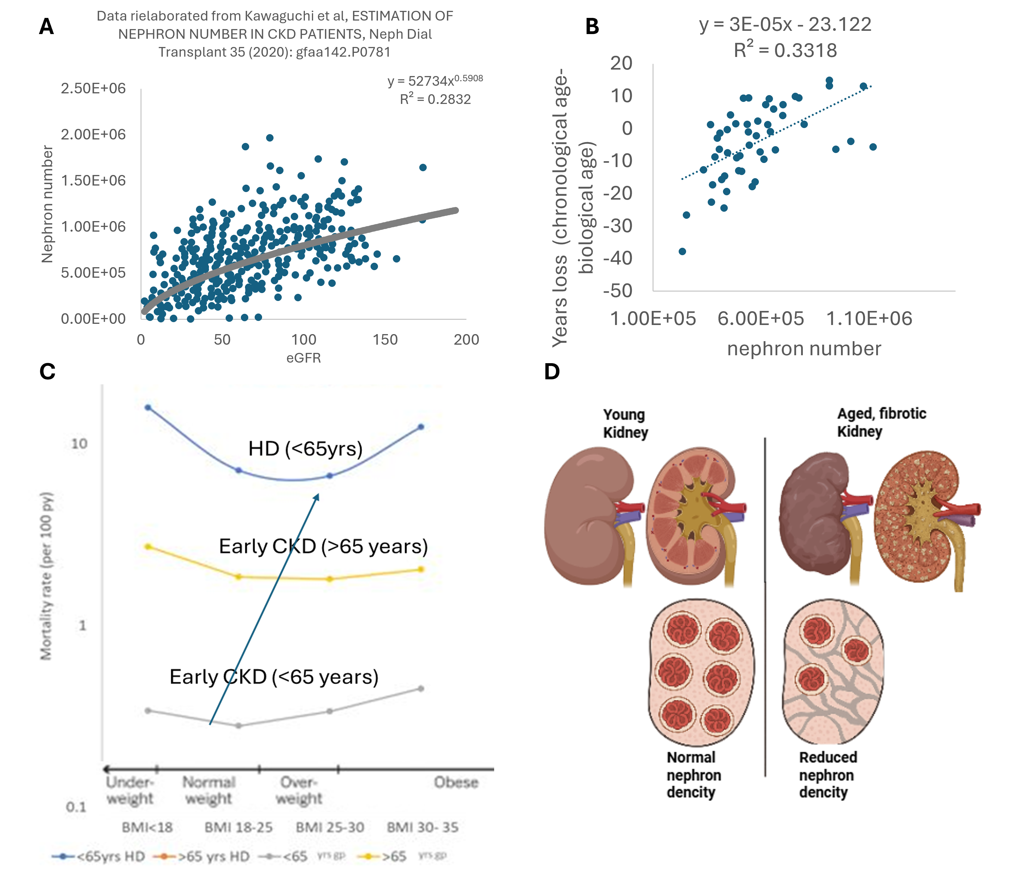 A: estimate of nephron number from eGFR (data rielaborated from Kawaguchi et al. 2020); B: Relationship between nephron number and years los. The graph shows a negative association between nephron number and years lost compared to chronological age. Individuals with a higher number of nephrons tend to show fewer years lost, indicating a slower biological aging process. C: reverse epidemiology as an accelerating ageing process. D: the number of glomeruli is one of the master clock for ageing process