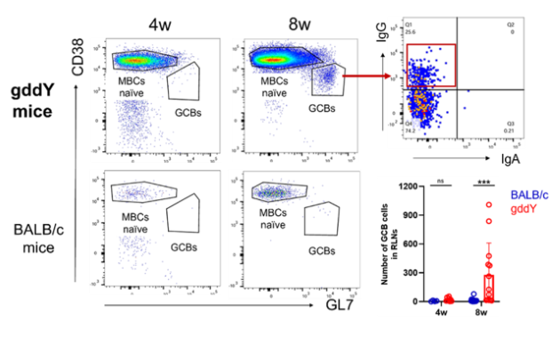 Figure 2. Representative FACS analysis of mice at 4 and 8 weeks of age. The increase of GCB cells in RLNs from gddY mice. The dominant immunoglobulin subtype of GCB cells was IgG.