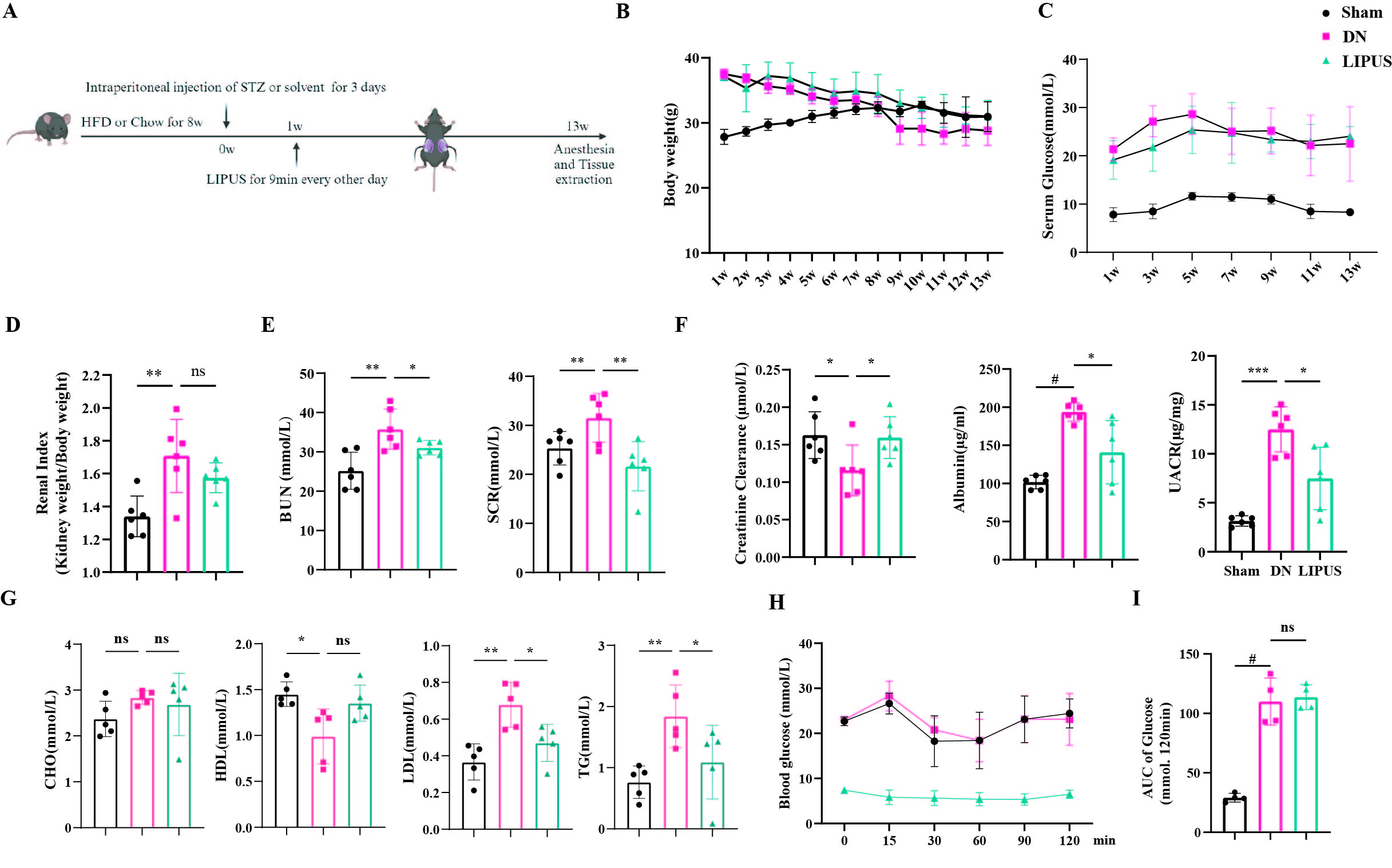 Figure 1 LIPUS treatment improves renal function in DN mice. (A) Schematic of the LIPUS treatment protocol in DN mice. (B) Body weight were recorded weekly (n=6). (C) Blood glucose levels were monitored every two weeks. (n=6). (D) Renal index ratio of mice (n=6). (E) Blood urea nitrogen and serum creatinine (n=6). (F) Twelve hours urinary creatinine clearance, urinary albumin and urinary albumin-creatinine ratio (n=6). (G) The levels of CHO, HDL, LDL, and TG in mice serum (n=4). (H) Insulin tolerance was measured by ITT (n=4). (I) The area under curve of 120 minutes in ITT test. Data are presented as mean ± SD.  *P < 0.05, **P < 0.01, ***P < 0.001, and #P < 0.0001. LIPUS, Low-Intensity Pulsed Ultrasound; DN, Diabetic Nephropathy; ITT, Insulin Tolerance Test; BUN, Blood Urea Nitrogen; Scr, Serum Creatinine; UACR, Urinary Albumin-to-Creatinine Ratio; CHO, total cholesterol; HDL, high-density lipoprotein cholesterol; LDL, low-density lipoprotein cholesterol; TG, triglycerides; AUC, area under curve.