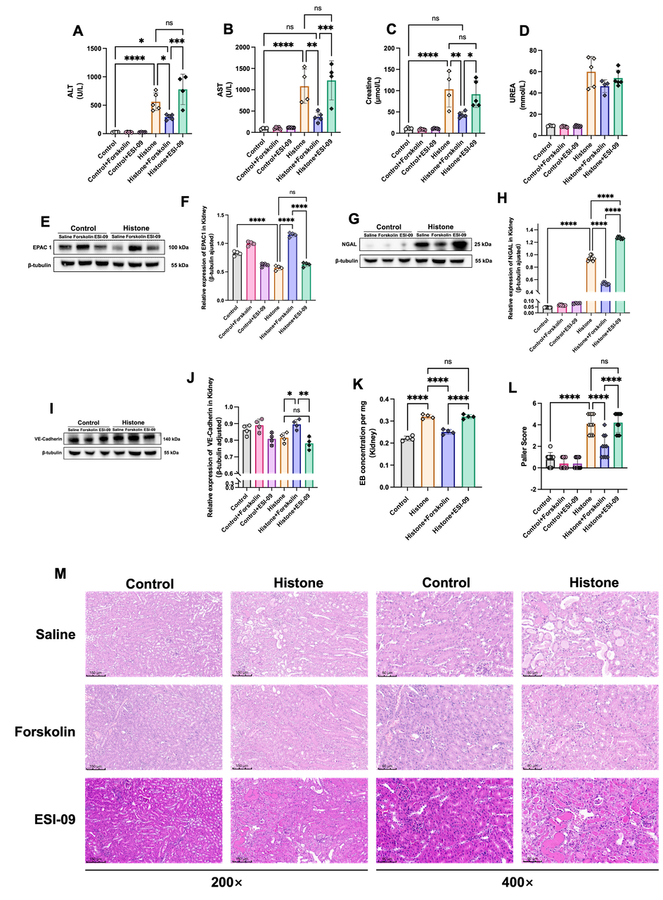 Figure 5 Upregulation of EPAC 1 significantly improved histone-induced renal dysfunction and organ hyperpermeability. (A)ALT, (B)AST, (C)Scr and (D) BUN levels in different groups of mice.  (E-J) The protein expression level of EPAC 1, NGAL and VE-Cadherin in the kidneys were analyzed by western blot analysis and quantified by densitometry. (K) Relative levels of renal Evans Blue Dye (EBD)  absorbance at 610 nm in sham and septic mice with or without EPAC 1 upregulation. (L-M) Representative images of HE staining (×200, scale bars = 150 μm; ×400, scale bars = 60 μm). Data are represented as the mean ± SD. *P ＜ 0.05, ** P ＜0.01, *** P ＜0.001, **** P＜0.0001.