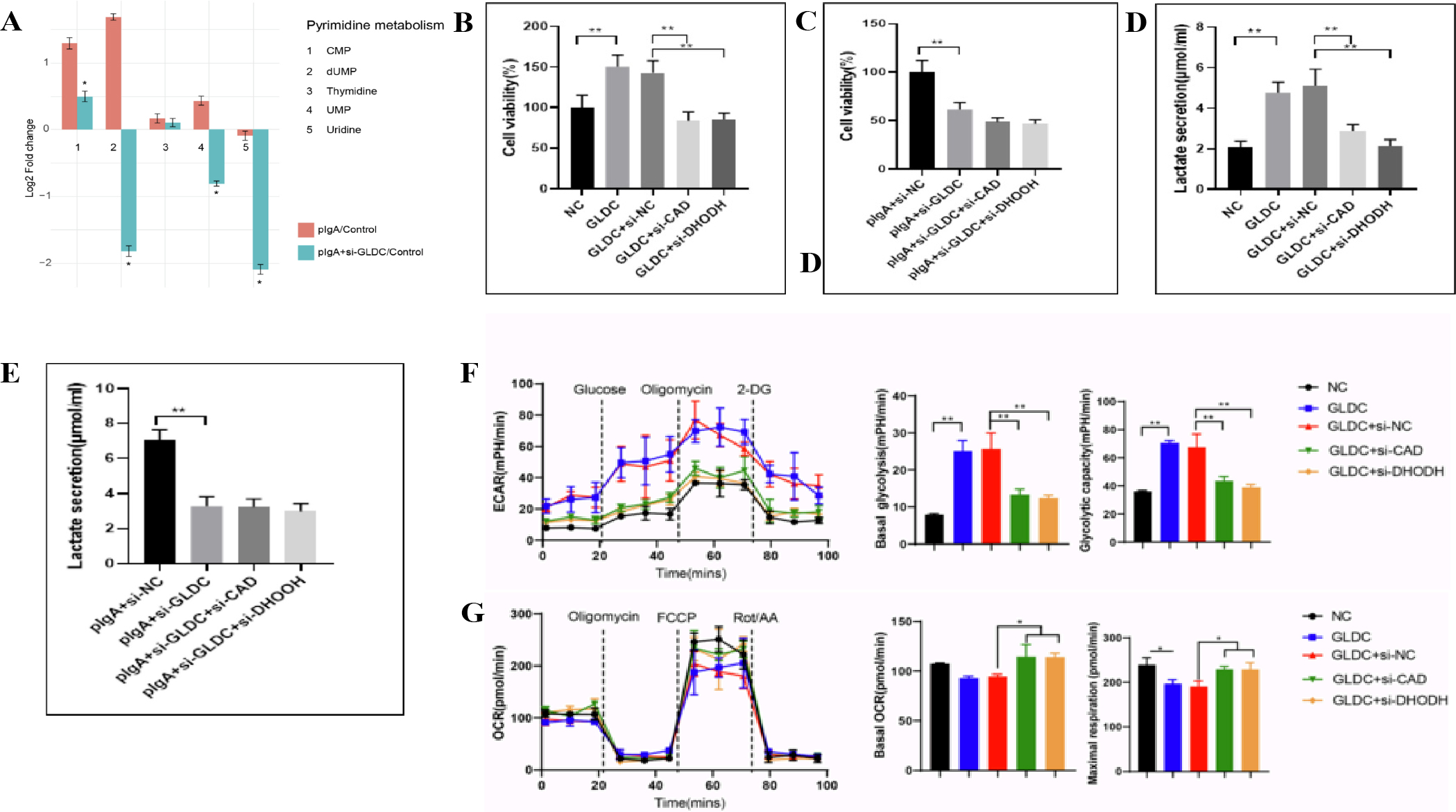 Figure 3 GLDC regulates mesangial cell proliferation by activating pyrimidine metabolism, which in turn fuels glycolysis. (A) GLDC knockdown suppresses pyrimidine metabolism in pIgA-stimulated mesangial cells. (B, C) Knockdown of pyrimidine metabolism rate-limiting enzymes (CAD or DHODH) abolishes the pro‑proliferative effect of GLDC overexpression (B) or pIgA stimulation (C). (D, E) GLDC‑induced lactate production is suppressed by inhibition of pyrimidine metabolism under both overexpression (D) and pIgA‑stimulated (E) conditions. (F, G) Real‑time metabolic flux analysis (Seahorse) shows that GLDC increases extracellular acidification rate (ECAR, glycolysis) and decreases oxygen consumption rate (OCR, mitochondrial respiration), which are reversed by CAD or DHODH knockdown.