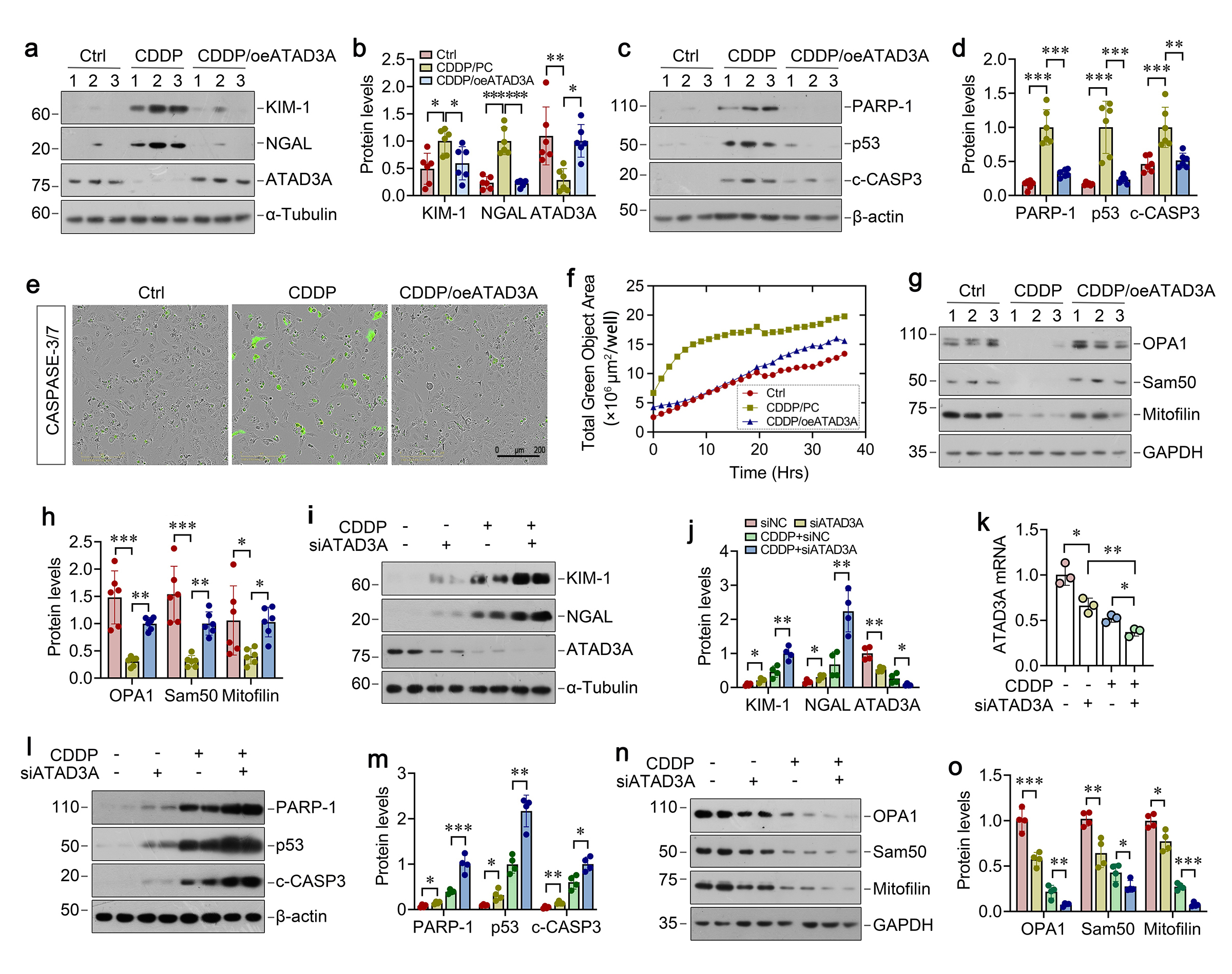 Figure 6. ATAD3A alleviates CDDP-induced mitochondrial dysfunction in vitro. (a-d) Western blotting analysis for (a, b) KIM-1, NGAL and ATAD3A, (c, d) PARP-1, p53 and c-CASP3 protein levels in CDDP-stimulated cells with ATAD3A overexpression. (e) Representative CASP3/7 staining images in ATAD3A-overexpression CDDP-stimulated cells. Scale bar, 200 μm. (f) Displays the intensity of CASP3/7-positive green fluorescence signals over time (μm²/well). (g, h) Western blotting analysis for OPA1, Sam50, mitofilin protein levels in CDDP-stimulated cells with ATAD3A overexpression. (i) Representative Western blot of KIM-1, NGAL and ATAD3A proteins in HKC-8 cells after treatment as indicated. (j) Quantitative data showed the levels of KIM-1, NGAL and ATAD3A proteinsand (k) ATAD3A mRNA in different groups as indicated. (l-o) Western blotting analysis for (l, m) PARP-1, p53 and c-CASP3, (n, o) OPA1, Sam50 and mitofilin protein levels in HKC-8 cells after treatment as indicated.
