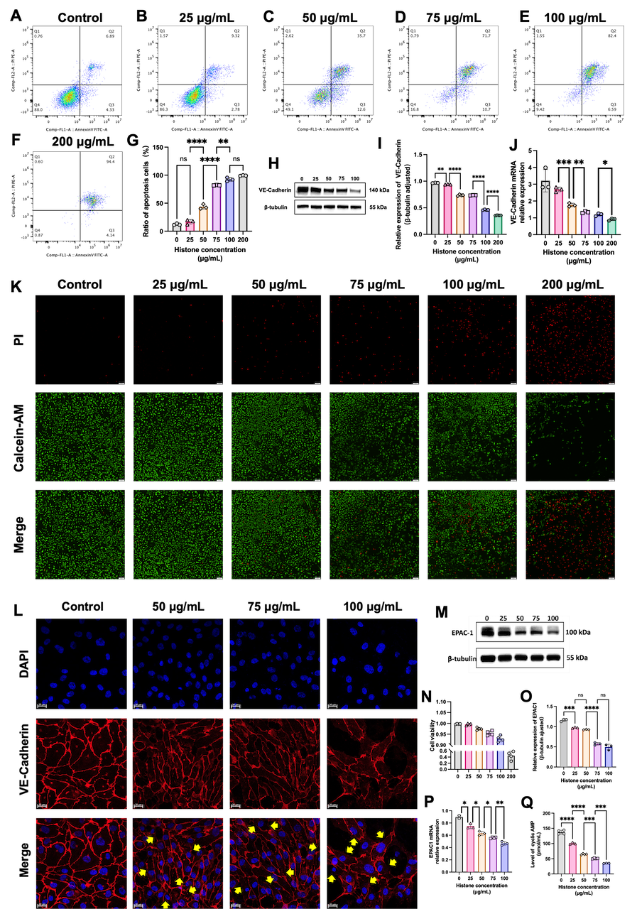 Figure 1  Histones induce endothelial cells apoptosis and disrupt endothelial barrier disruption in vitro.(A-G,K,N) Human recombinant histone H3 induced HUVEC apoptosis in a dose-dependent manner. (E-J) Histone induced decreased expression of VE-Cadherin in a dose-dependent manner. (L) Histone disrupted the integrity of endothelial barrier in a dose-dependent manner (scale bars = 20 μm; yellow arrows indicated discontinuous VE-Cadherin staining). (M,O-Q) Histone induced decreased expression of cAMP and EPAC 1 in a dose-dependent manner. Data are represented as the mean ± SD. *P ＜ 0.05, ** P ＜0.01, *** P ＜0.001, **** P＜0.0001