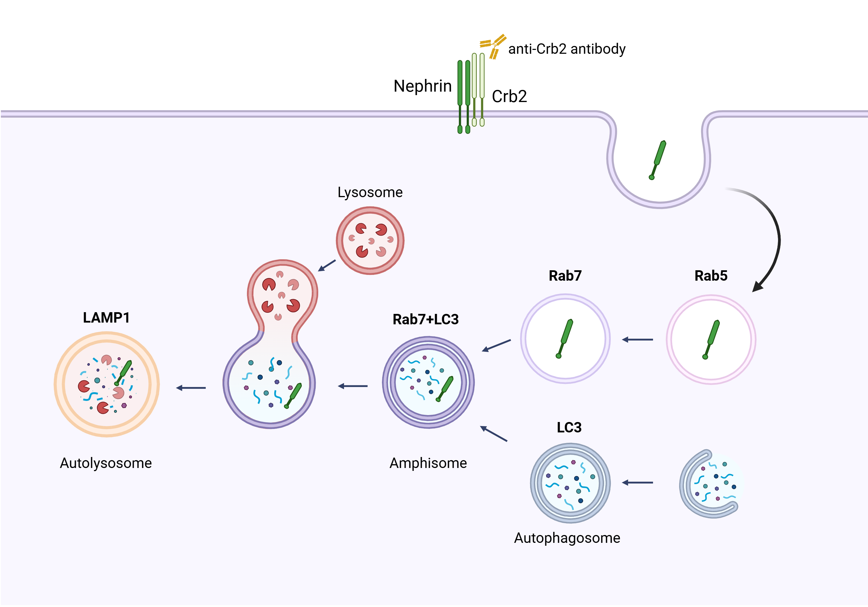Schematic Image