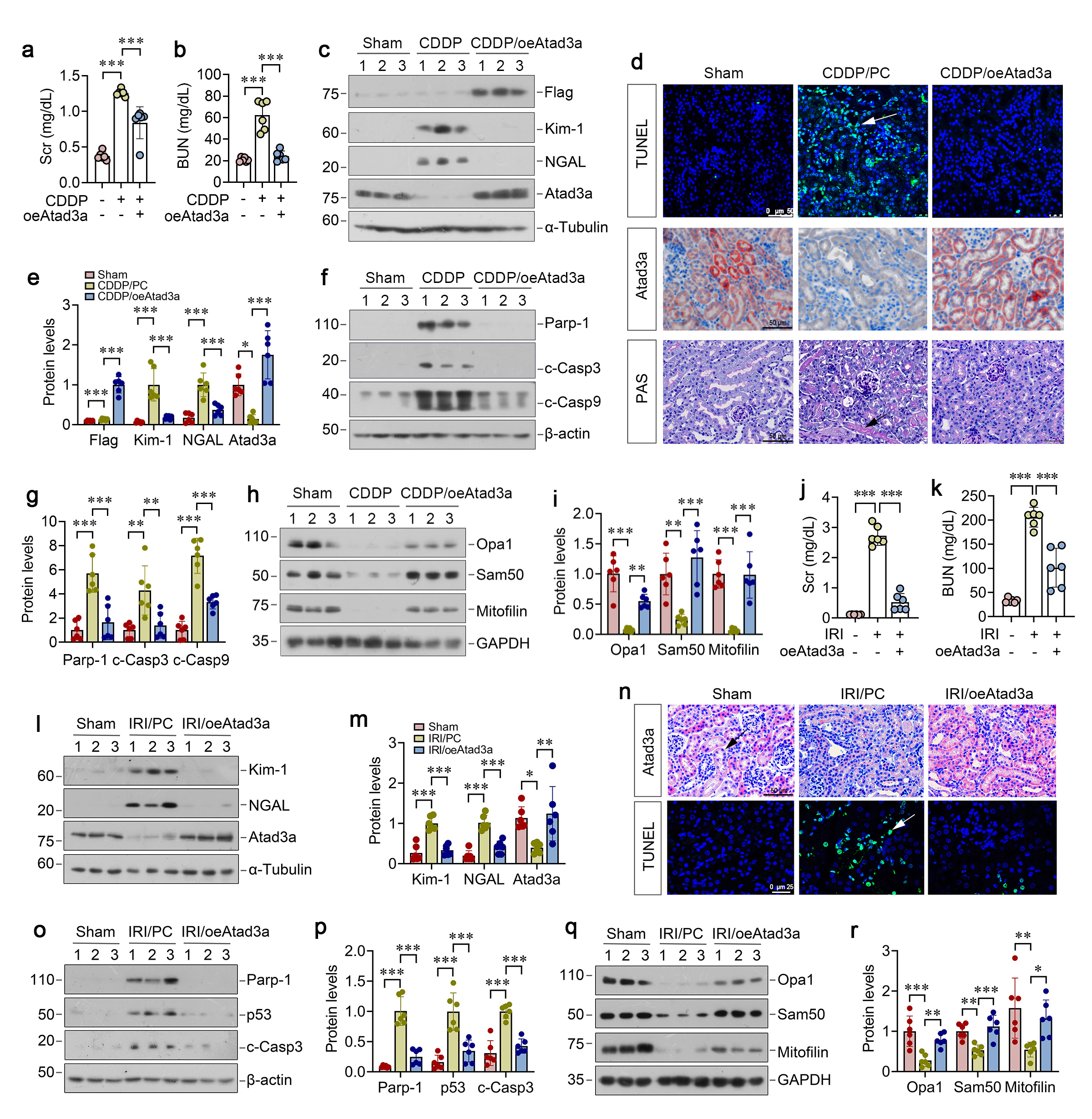 Figure 5. ATAD3A preserves mitochondrial functions and protects against AKI in vivo. (a, b) Graphic presentation shows the Scr and BUN levels in CDDP mice with Atad3a overexpression. (c) Representative Western blot analyses of Flag, Kim-1, NGAL and Atad3a proteins in CDDP mice after injection with Atad3a-overexpression plasmids. (d) Representative immunostaining for Atad3a and PAS and TUNEL staining in CDDP mice with Atad3a overexpression. (e) Quantitative data of Flag, Kim-1, NGAL and Atad3a protein levels. (f-i) Western blotting analysis for (f, g) Parp-1, c-Casp3 and c-Casp9, (h, i) Opa1, Sam50 and mitofilin protein levels in CDDP mice with Atad3a overexpression. (j, k) Graphic presentation shows the Scr and BUN levels in IRI mice with Atad3a overexprsiion. (l, m) Western blotting analysis for Kim-1, NGAL and Atad3a. (n) Representative immunostaining for Atad3a and TUNEL staining in IRI mice with Atad3a overexpression. (o-r) Western blotting analysis for (o, p) Parp-1, p53 and c-Casp3, (q, r) Opa1, Sam50 and mitofilin protein levels in IRI mice with Atad3a knockdown.