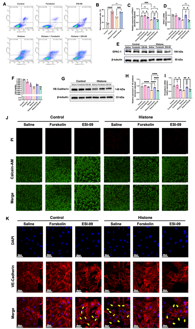 Figure 4  Upregulation of EPAC 1 alleviated histone-induced endothelial cells apoptosis and endothelial barrier disruption in vitro. (A-F, J) Treatment with Forskolin successfully ameliorated histone-induced cell apoptosis via upregulating the expression of EPAC 1, while inhibiting EPAC 1 significantly exacerbated histone-induced apoptosis. (G-I,K) Treatment with Forskolin significantly conversed histone induced decreased expression of VE-Cadherin and stabilized the integrity of endothelial barrier, whereas EPAC 1 inhibition showed opposing effects (scale bars = 58 μm; yellow arrow indicated discontinuous VE-Cadherin staining). Data are represented as the mean ± SD. *P ＜ 0.05, ** P ＜0.01, *** P ＜0.001, **** P＜0.0001.