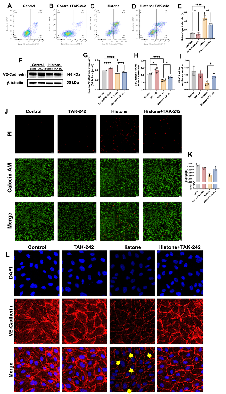 Figure 2  TLR-4 inhibitor alleviated histone-induced endothelial cells apoptosis and endothelial barrier disruption in vitro. (A-E, J, K) Treatment with TAK-242 successfully ameliorated histone-induced cell apoptosis. (F-H and L) Treatment with TAK-242 significantly conversed histone induced decreased expression of VE-Cadherin and stabilized the integrity of endothelial barrier (scale bars = 58 μm; yellow arrows indicated discontinuous VE-Cadherin staining). (I) Treatment with TAK-242 increased the expression of EPAC 1. Data are represented as the mean ± SD. *P ＜ 0.05, ** P ＜0.01, *** P ＜0.001, **** P＜0.0001.
