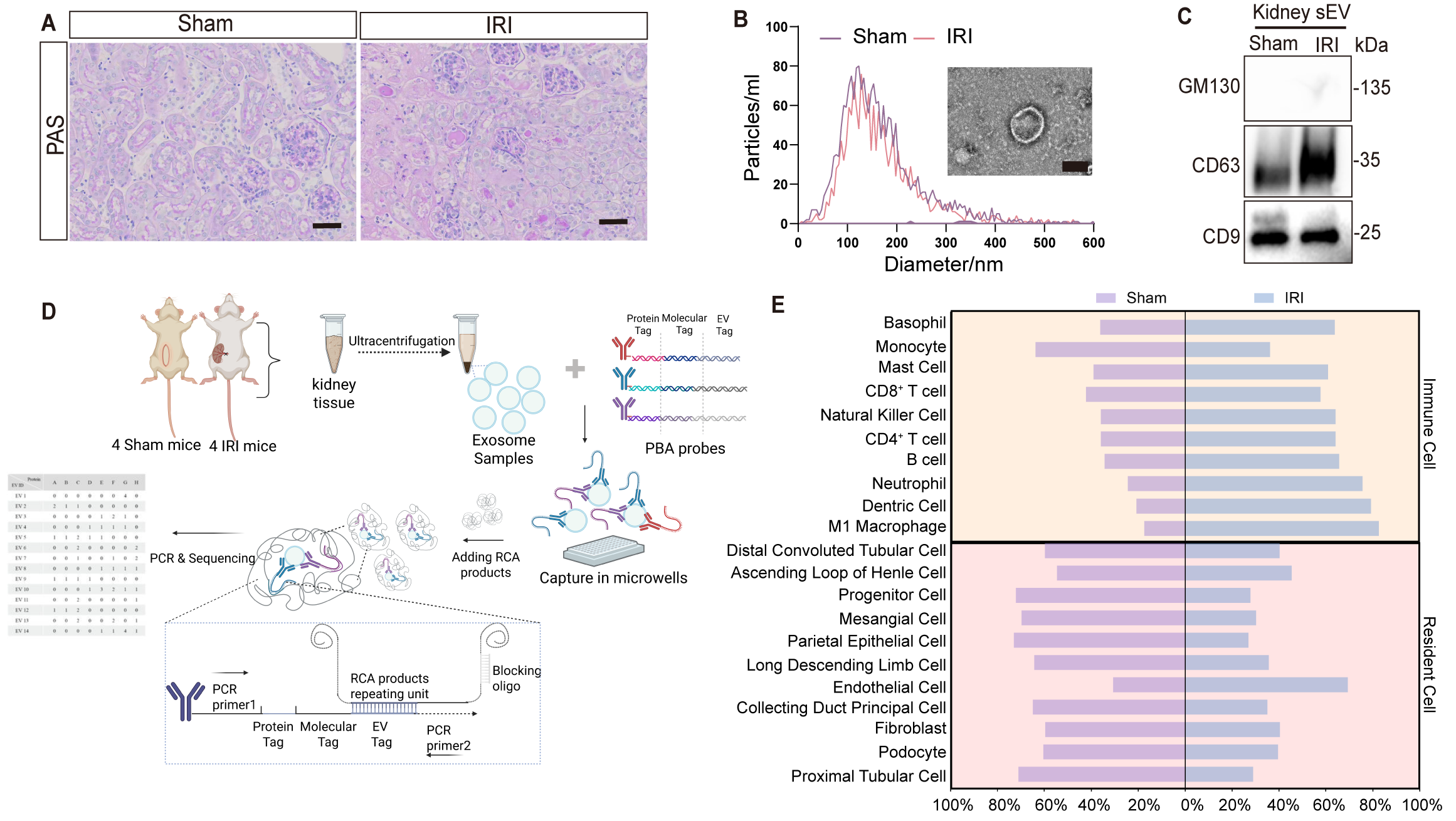 Figure 1. Overview of the AKI immune microenvironment: Renal ischemia-reperfusion injury model in mice, with comprehensive profiling of AKI-associated immune microenvironment using proximity barcoding assay of extracellular vesicles marked by distinct surface markers