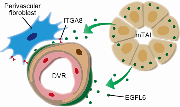 Distribution of EGFL6 at the mTAL–DVR interface