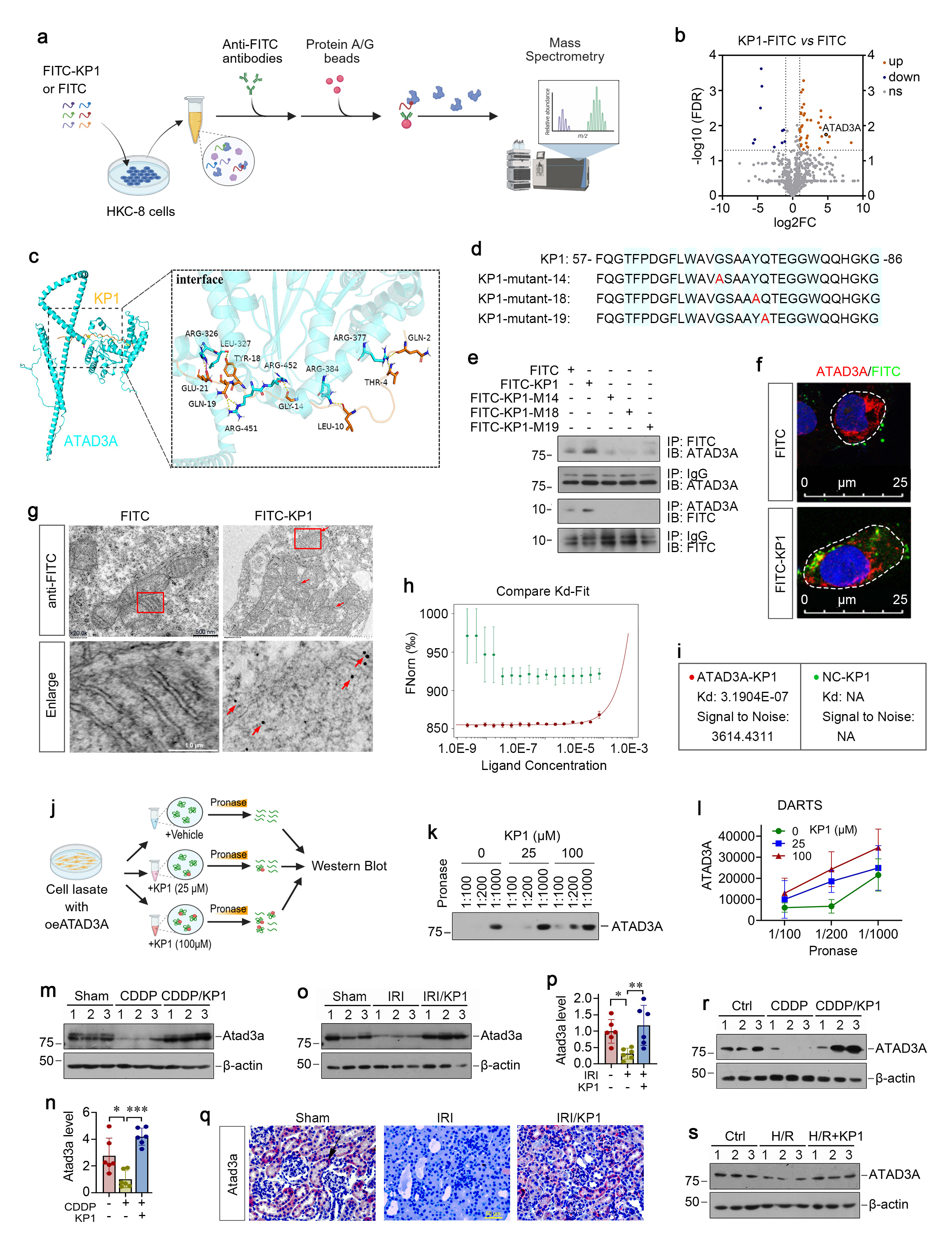 Figure 4. KP1 directly binds mitochondrial protein ATAD3A. (a) Experimental workflow diagram for identifying KP1-targeted proteins using co-immunoprecipitation-mass spectrometry (Co-IP/MS). (b) Volcano plots of the differentially pull-down proteins in HKC-8 cells of FITC versus FITC-KP1 (n=3 biologically independence). (c) Molecular docking simulation of KP1 with ATAD3A, with KP1 in orange and ATAD3A in blue. (d) KP1 and its mutant sequences, with blue background representing conserved sequences. (e) Co-IP demonstrated that KP1 bound to ATAD3A. ATAD3A-overexpression HKC-8 cell lysates (500 µg) and FITC, FITC-KP1, FITC-KP1-M14, FITC-KP1-M18, FITC-KP1-M19 (10 µg) were immunoprecipitated (IP) with the anti-FITC antibody at 4 ℃ overnight, followed by immunoblotted (IB) for ATAD3A；in the reciprocal experiment, mixtures were IP with anti-ATAD3A, followed by IB for FITC. (f) Representative immunofluorescence micrographs of ATAD3A in HKC-8 cells with FITC or FITC-KP1 treatment. Scale bar, 25 µm. (g) Representative immunoelectron micrographs demonstrating mitochondrial membrane localization of KP1. HKC-8 cells were treated with FITC or FITC-KP1, and arrowheads indicate FITC-positive signals. (h, i) MST binding curves of KP1-ATAD3A interaction. X-axis represents ligand (KP1) concentration (μM), while Y-axis represents normalized fluorescence intensity. Red curve: KP1 titration with lysate from 293T cells overexpressing ATAD3A-GFP fusion protein. Green curve: KP1 titration with lysate from 293T cells overexpressing GFP protein. (Calculated Kd = 3.19 × 10-7). (j) Experimental workflow diagram for drug affinity responsive target stability (DARTS) analysis of ATAD3A-KP1 interaction. Lysates from ATAD3A-overexpressing cells were incubated with KP1 (0, 25, or 100 μM) followed by digestion with Pronase at 1:100, 1:200, and 1:1000 dilutions. (k) ATAD3A protein levels were assessed by immunoblotting. (l) Quantification of band intensity: ATAD3A degradation rates decreased dose-dependently with KP1. (m, n) Western blotting analysis for Atad3a protein level in CDDP mice with KP1 treatment. (o, p) Western blotting analysis for Atad3a protein level in IRI mice with KP1 treatment. (q) Representative immunostaining for Atad3a in IRI mice with KP1 treatment. (r) Representative Western blot showed that KP1 restored ATAD3A protein level in CDDP-stimulated HKC-8 cells with KP1 treatment. (s) Representative Western blot showed that KP1 restored ATAD3A protein level in H/R-stimulated HKC-8 cells with KP1 treatment.