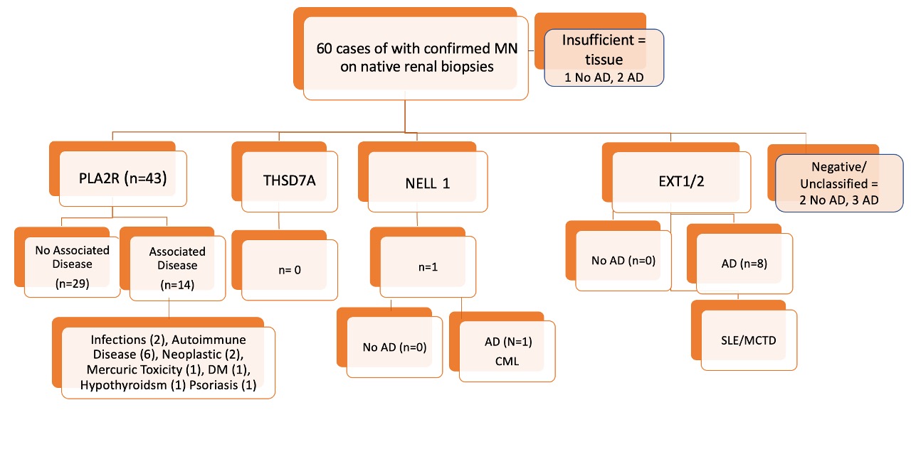 Patient distribution according to antigen and presence of associated disease (AD).