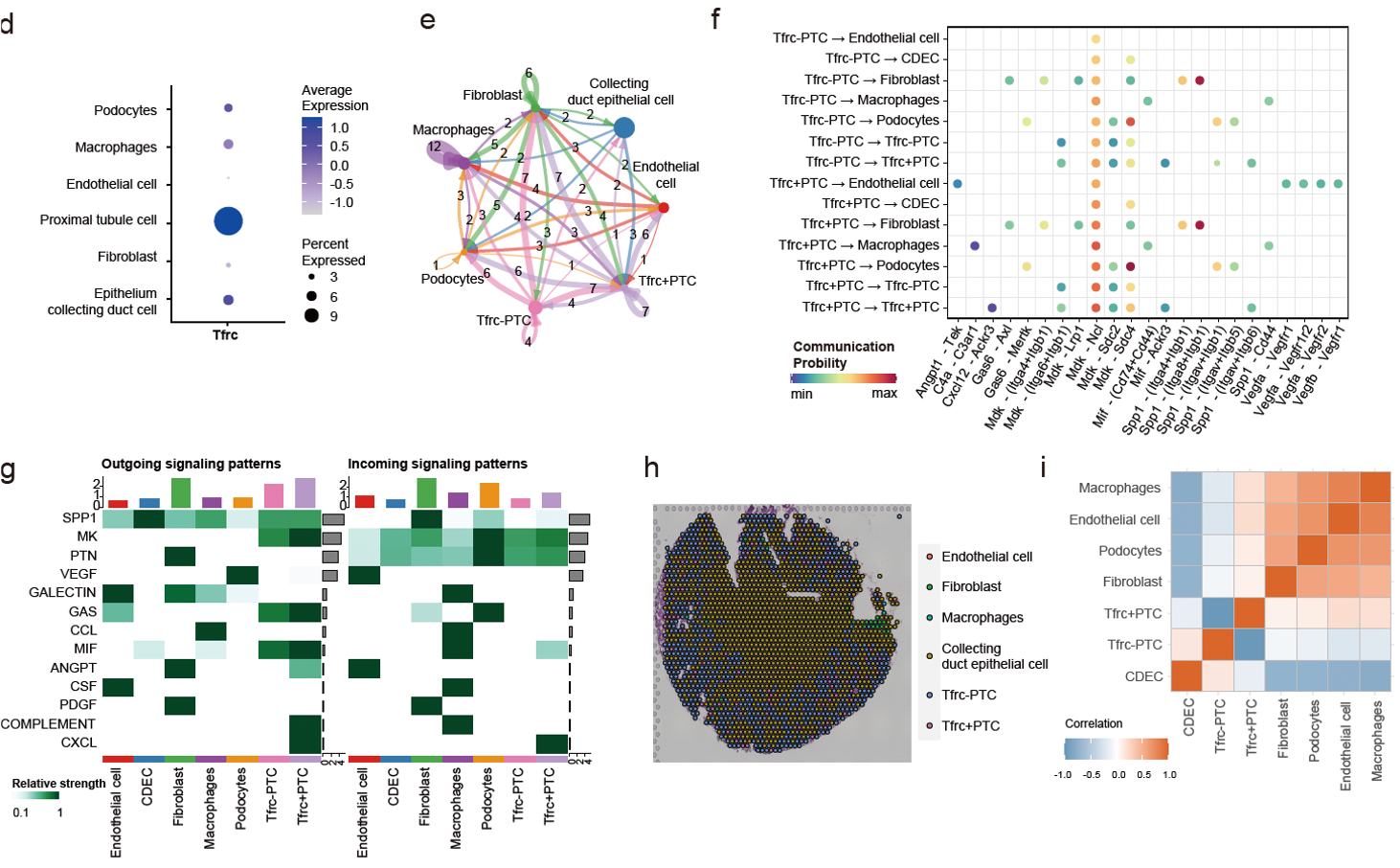 Figure 2. Enhanced interaction between ferroptosis-related PTCs and the immune microenvironment. (a) TFRC expression in renal cell types. (b) Number of cell–cell interactions. (c) Signaling pathways between cell types (ECDC: collecting duct epithelial cells). (d) Heatmap of outgoing/incoming signals (ECDC). (e) Spatial distribution of cell types. (f) Cell–cell interaction heatmap from spatial transcriptomics.