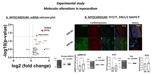 Figure 2. Experimental study: molecular alterations in bone