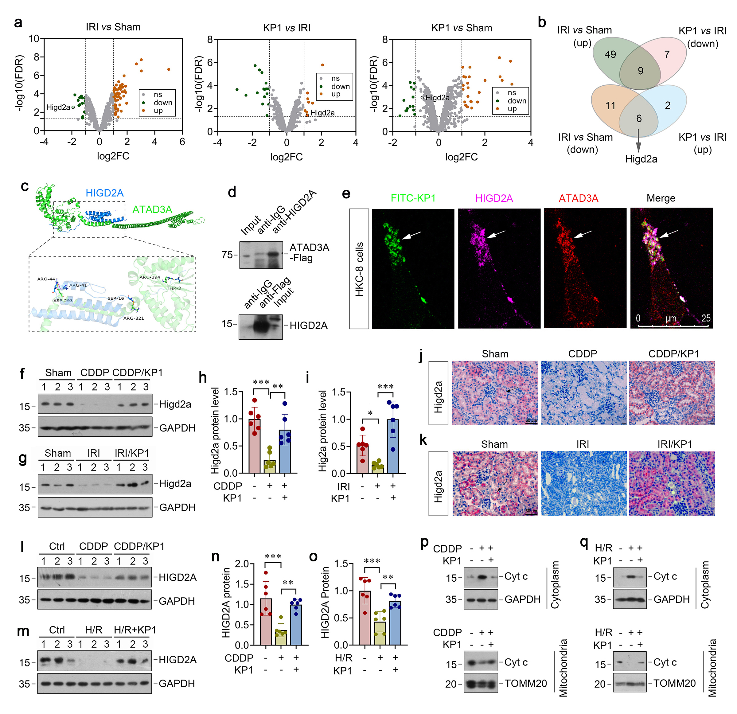 Figure 7. ATAD3A preserves mitochondrial integrity through direct interaction with HIGD2A. (a) Volcano plots of the differentially expressed proteins in the renal mitochondria of different groups as indicated, including ‘IRI versus Sham’, ‘IRI+KP1 versus IRI’, and ‘IRI+KP1 versus Sham’ (n=3 biologically independent animals). (b) Venn diagram showed the differential expression of mitochondrial proteins in the kidneys of different groups. (c) Molecular docking simulation of ATAD3A with HIGD2A, with ATAD3A in green and HIGD2A in blue. (d) Co-IP demonstrated that HIGD2A bound to ATAD3A.  ATAD3A-Flag-overexpression HKC-8 cell lysates (500 µg) were IP with the anti-HIGD2A antibody, followed by IB for ATAD3A; in the reciprocal experiment, mixtures were IP with anti-Flag antibody, followed by IB for FITC. (e) Representative immunofluorescence images showing co-localization of ATAD3A (red) and HIGD2A (purple) in FITC-tagged (green)-KP1-treated HKC-8 cells. Scale bar, 25 µm. (f, g) Representative Western blot for Higd2a protein in (f) CDDP mice and (g) IRI mice with KP1 treatment. (h, i) Quantitative data of Higd2a protein level in (h) CDDP mice and (i) IRI mice with KP1 treatment. (j, k) Representative immunostaining for Higd2a in (j) CDDP mice and (k) IRI mice with KP1 treatment. (l, m) Representative Western blot for Higd2a protein in (l) CDDP-stimulated and (m) H/R-stimulated HKC-8 cells with KP1 treatment. (n, o) Quantitative data of Higd2a protein level in (n) CDDP-stimulated and (o) H/R-stimulated HKC-8 cells with KP1 treatment. (p) Representative Western blot of cytosolic and nuclear cytochrome c (Cyt c) protein in KP1-treated HKC-8 cells subjected to CDDP injury. (q) Representative Western blotof cytosolic and nuclear Cyt c protein in KP1-treated HKC-8 cells subjected to H/R injury.
