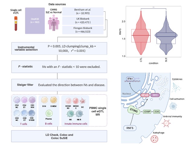 The workflow of this study, the expression level of RNF5 in CD4+ T cells, and the role played by RNF5
