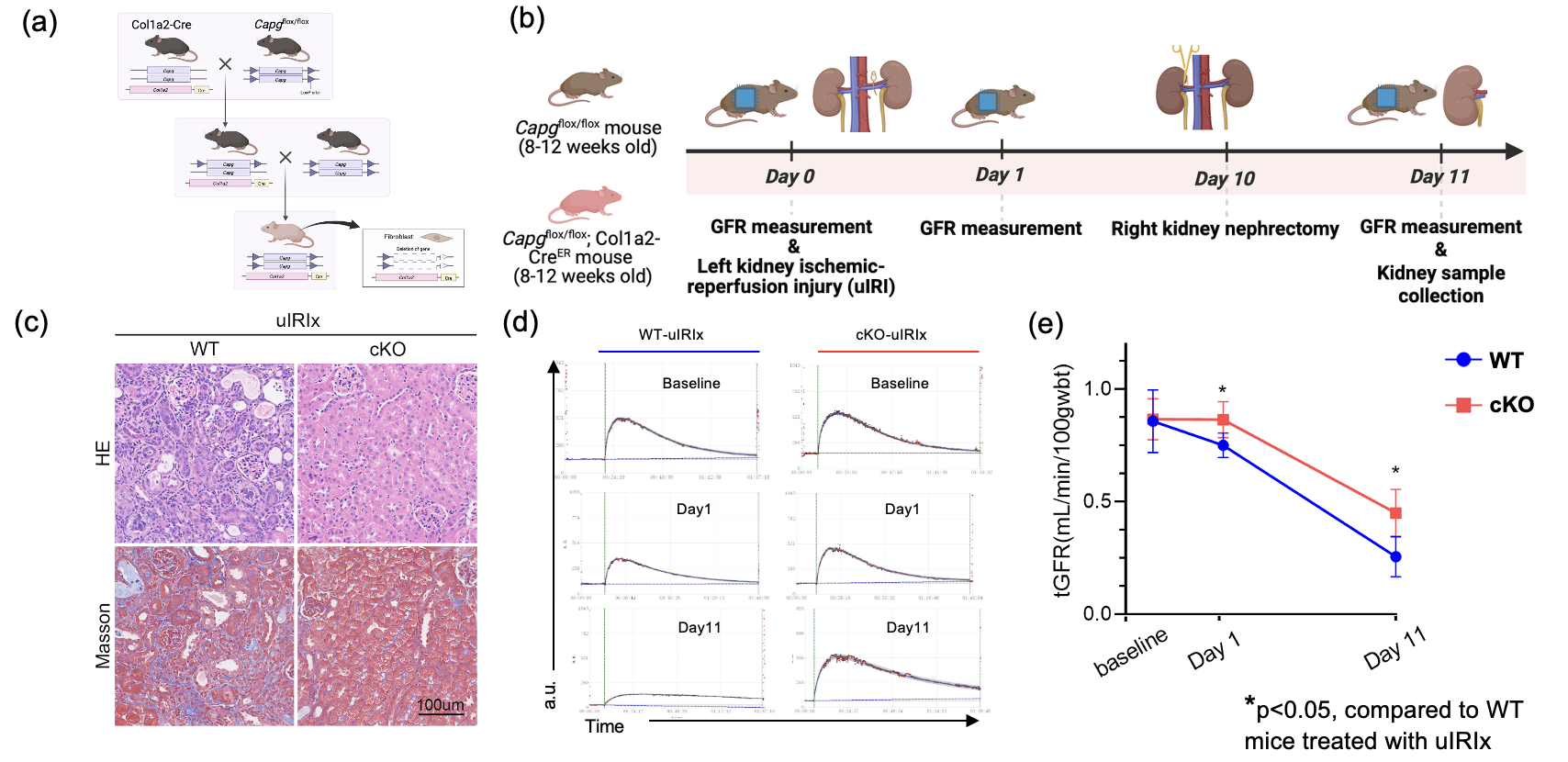 Figure 2. Fibroblast-Specific Knockout of CAPG Reduces Renal Fibrosis and Preserves Renal Function.
