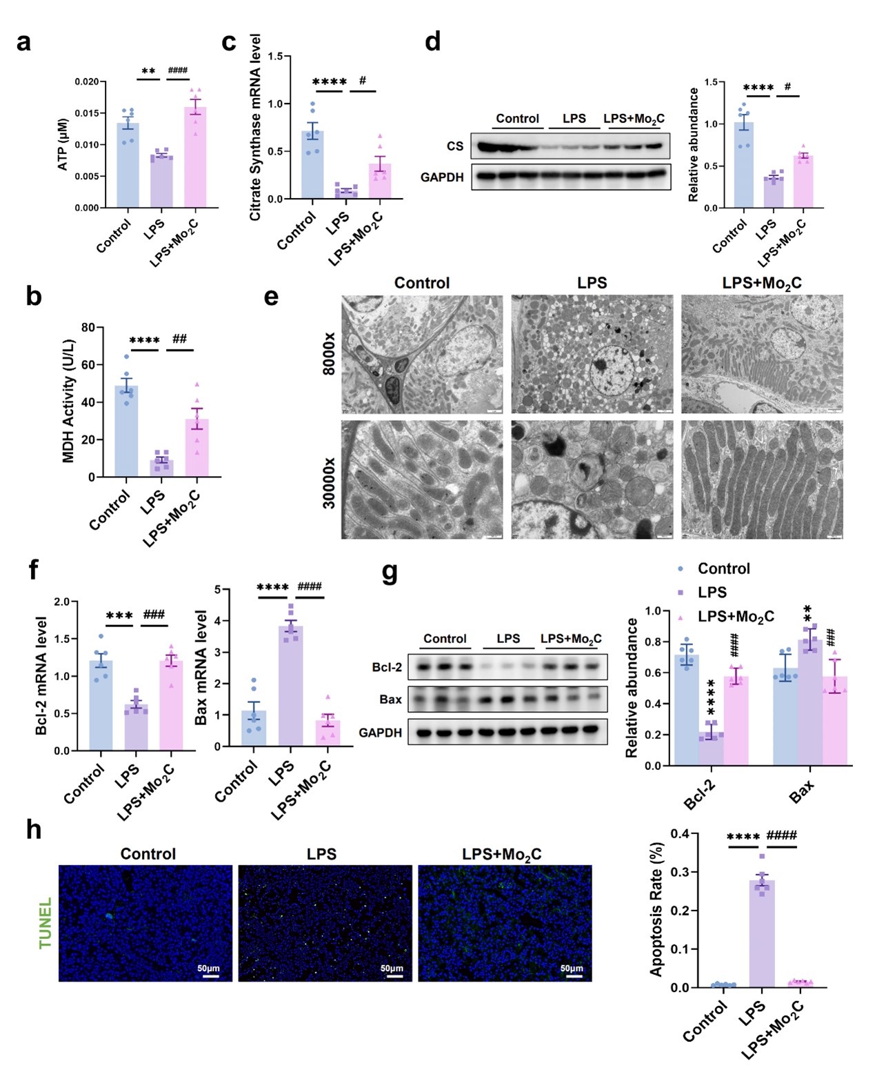 The therapeutic effect of Mo2C nanozyme in restoring TCA enzymes/ATP production and inhibiting apoptosis in S-AKI mice model.