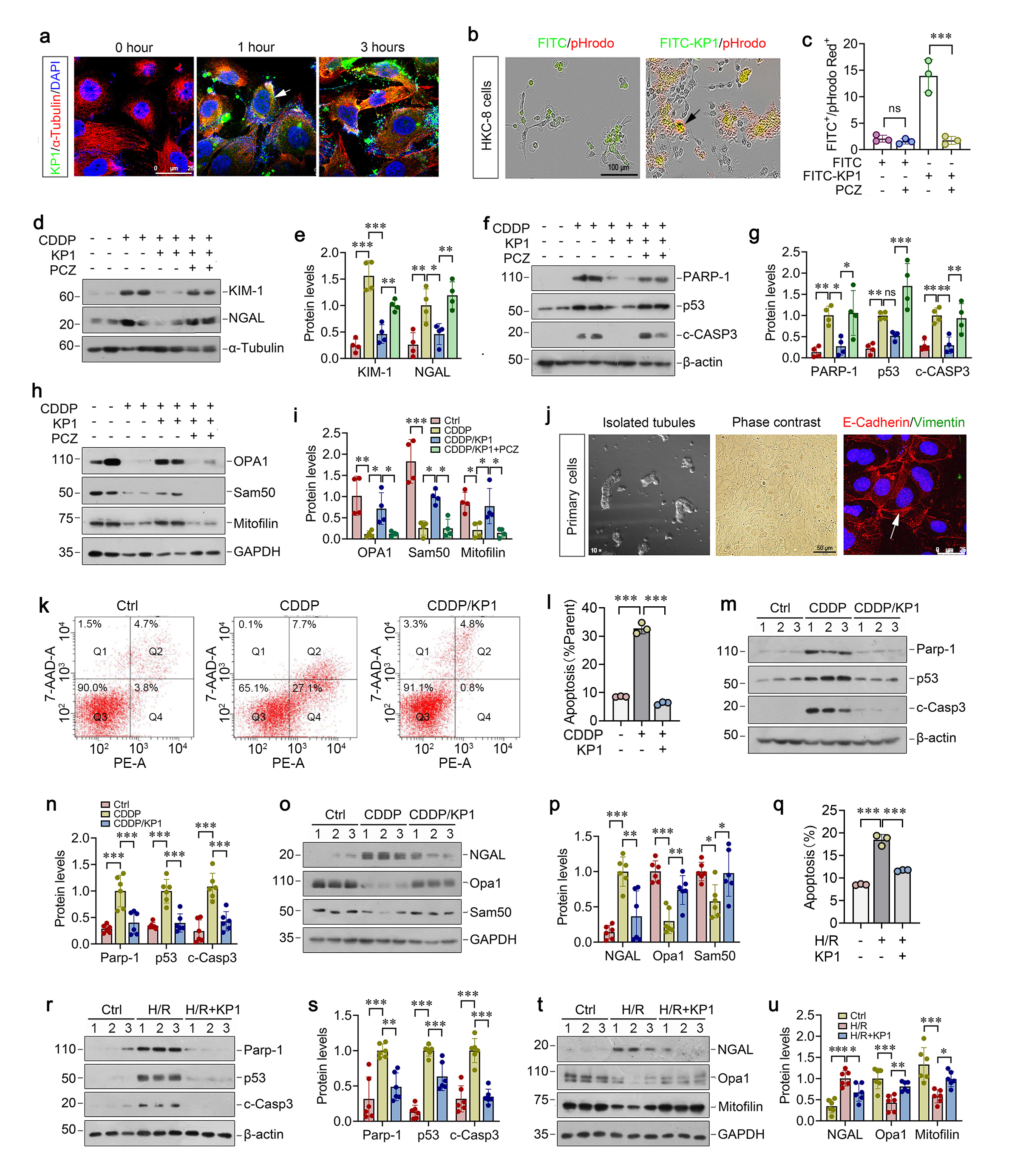 Figure 3. KP1 elicits its protection by entering into tubular cells via endocytosis. (a) Representative micrographs of FITC-KP1-treated HKC-8 cells for 0, 1, 3 hours. (b) Representative micrographs showed the double-positive staining for FITC and pHrodo Red in FITC- or FITC-KP1-treated HKC-8 cells. Scale bar, 100 µm. (c) Flow cytometry plots analyzing FITC+/pHrodo Red+ double-positive cell populations after various treatments as indicated. (d-i) Western blotting analysis for (d, e) KIM-1 and NGAL, (f, g) PARP-1, p53 and c-CASP3, (h, i) OPA1, Sam50 and mitofilin protein levels in HKC-8 cells after various treatments as indicated. (j) Culture and characterization of mouse primary proximal tubular epithelial cells. Freshly isolated proximal tubules and primary tubular epithelial cells (phase contrast) are shown. Primary cells were characterized by immunostaining with specific antibodies against E-cadherin (green) and vimentin (red), respectively. (k) Representative flow cytometry scatter plots in CDDP-stimulated mouse primary proximal tubular epithelial cells with KP1 treatment for 7-AAD and PE staining. (l) Flow cytometry analyzing plots for apoptotic rate. (m-p) Western blotting analysis for (m, n) Parp-1, p53 and c-Casp3, (o, p) NGAL, Opa1 and Sam50 protein levels in CDDP-stimulated mouse primary proximal tubular epithelial cells with KP1 treatment. (q) Flow cytometry plots analyzing apoptotic rate in H/R-stimulated mouse primary proximal tubular epithelial cells with KP1 treatment. (r-u) Western blotting analysis for (r, s) Parp-1, p53 and c-Casp3, (t, u) NGAL, Opa1 and mitofilin protein levels in H/R-stimulated mouse primary proximal tubular epithelial cells with KP1 treatment.