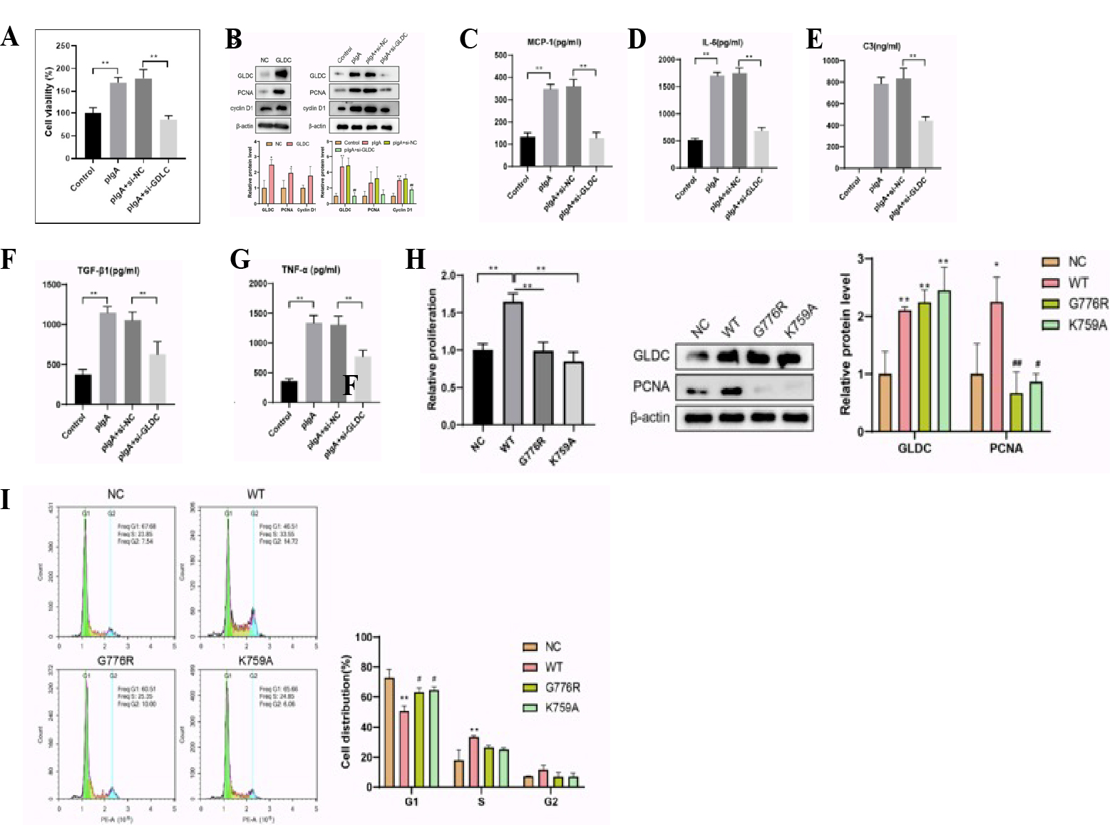 Figure 2 GLDC promotes glomerular mesangial cell proliferation in vitro by driving a process that requires its enzymatic activity. (A) GLDC overexpression enhances, while GLDC knockdown inhibits, pIgA-induced cell proliferation (CCK-8 assay). (B) GLDC overexpression increases, while its knockdown reduces, the protein levels of proliferation markers (PCNA, Cyclin D1). (C-G) GLDC knockdown attenuates pIgA-induced secretion of inflammatory factors (MCP-1, IL-6, TGF-β1, TNF-α) and complement component C3. (H, I) Enzyme-dead GLDC mutants (G776R, K759A) fail to promote cell proliferation (H) and alter cell cycle progression (I), demonstrating the requirement of its metabolic activity.