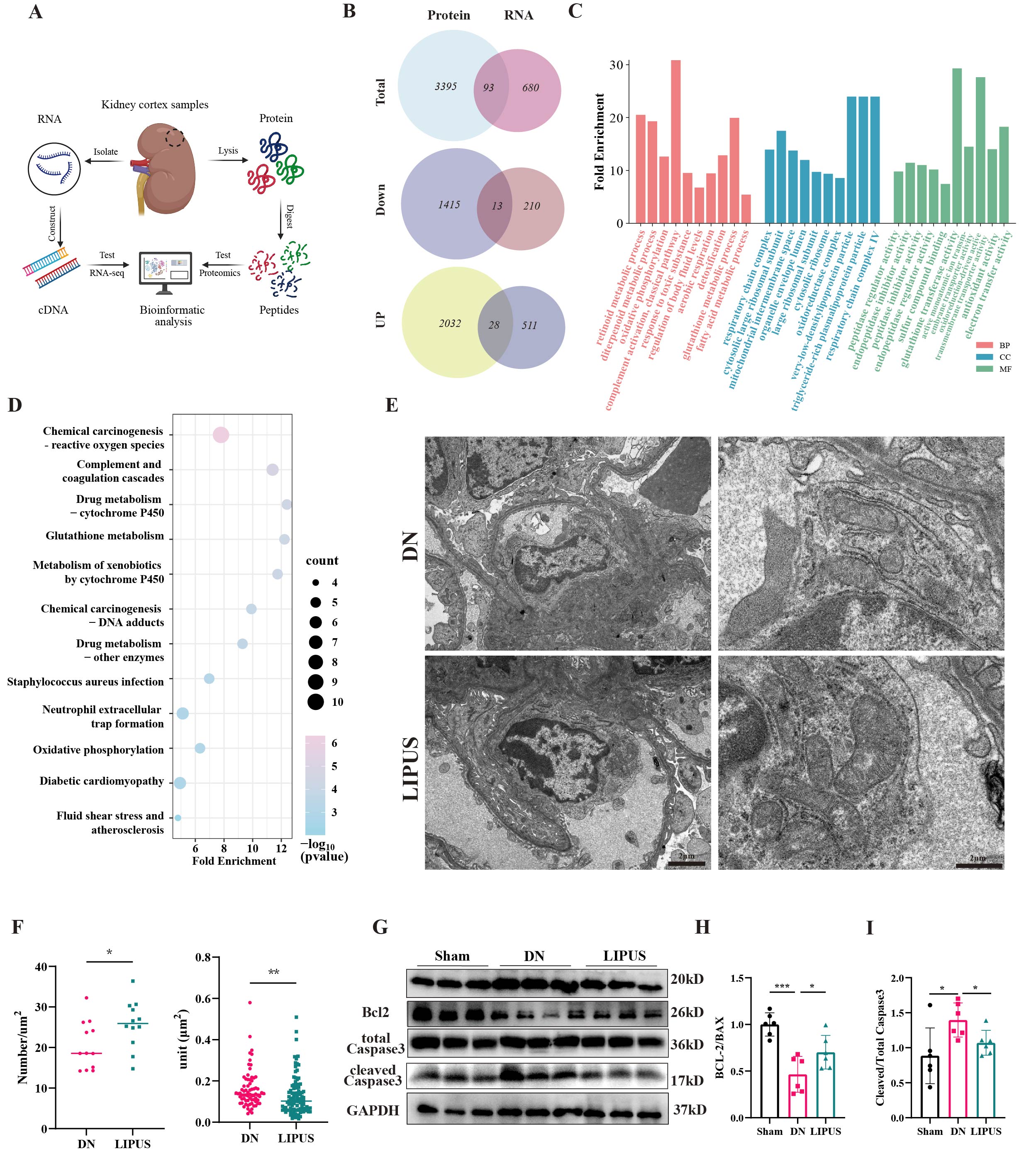 Figure 3. LIPUS treatment ameliorates mitochondrial damage in GEC. (A) Schematic workflow of the multi-omics analysis performed on the renal cortex. (B) Venn diagram identifying the common DEGs from the RNA-seq and proteomic analyses. (C) GO functional enrichment analysis of the common DEGs. (D) KEGG pathway enrichment analysis of the common DEGs. (E) Representative TEM images of GEC in the mouse renal cortex (n=4). Scale bar, 2 μm. (F) Quantitative analysis of GEC ultrastructure, mitochondrial density, and mitochondrial volume based on TEM images. (G) Representative western blot images of Bcl-2, Bax, total Caspase 3 and cleaved Caspase 3 in renal cortex. (H) Quantitative analysis of Bcl-2 protein expression normalized to Bax (n=6). (H) Quantitative analysis of cleaved Caspase 3 protein expression normalized to total Caspase 3 (n=6). Data are presented as mean ± SD.  *P < 0.05, **P < 0.01, ***P < 0.001, and #P < 0.0001. LIPUS, Low-Intensity Pulsed Ultrasound; GEC, glomerular endothelial cell; DN, Diabetic Nephropathy; DEG, Differentially Expressed Genes; GO, Gene Ontology; KEGG, Kyoto Encyclopedia of Genes and Genomes; TEM, Transmission Electron Microscopy.