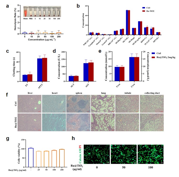 Biocompatibility of Ru@TiO2 nanozyme.