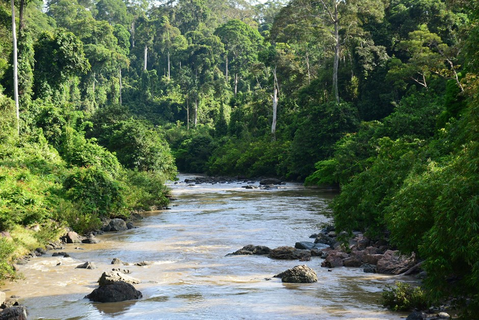 Borneo Rainforest