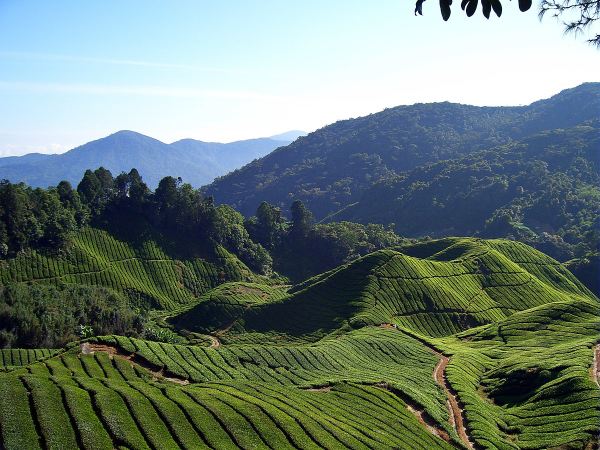 The Cameron Highlands