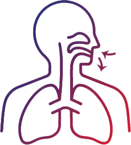 Respiratory Structure and Function