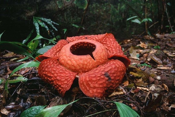 Gunung Gading Rafflesia Safari