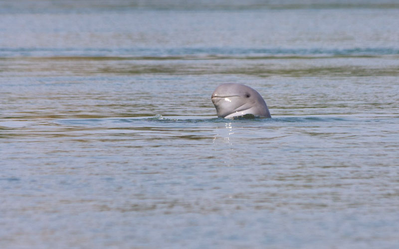 Mangrove & Irrawaddy Dolphin watching Cruise