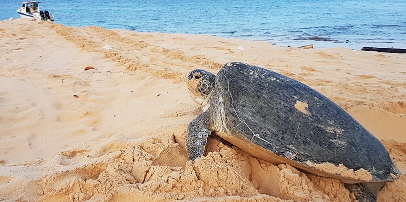 Sea Turtle Conservation Program (3Days 2Nights)