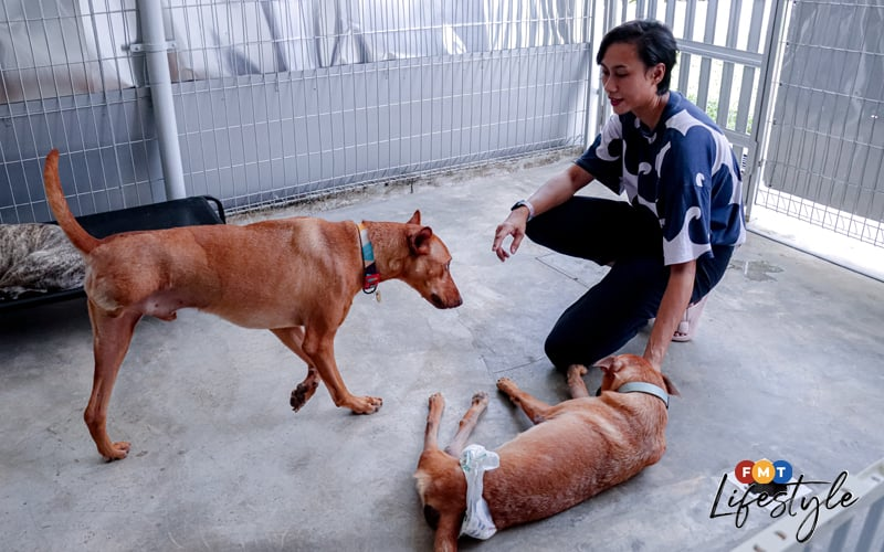 Shima Aris saves injured dogs