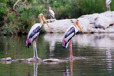Ranganathittu Bird Sanctuary