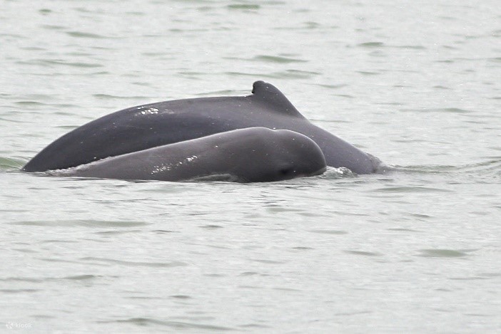 Morning Dolphin Spotting Cruise 2