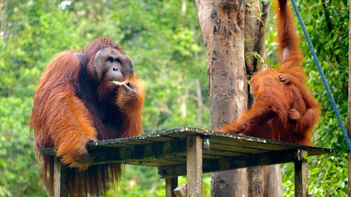 Sarawak Cultural Village image